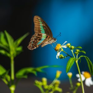 PureFocus Photography