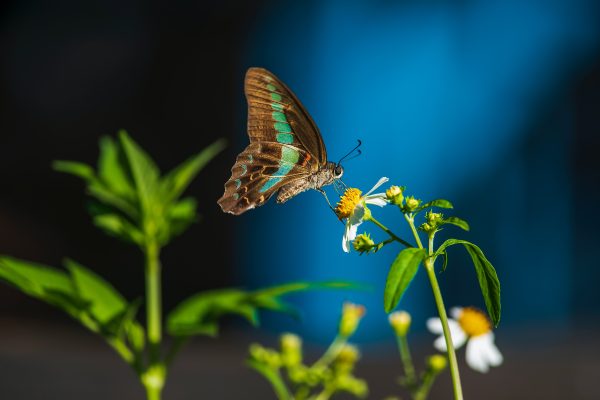 PureFocus Photography